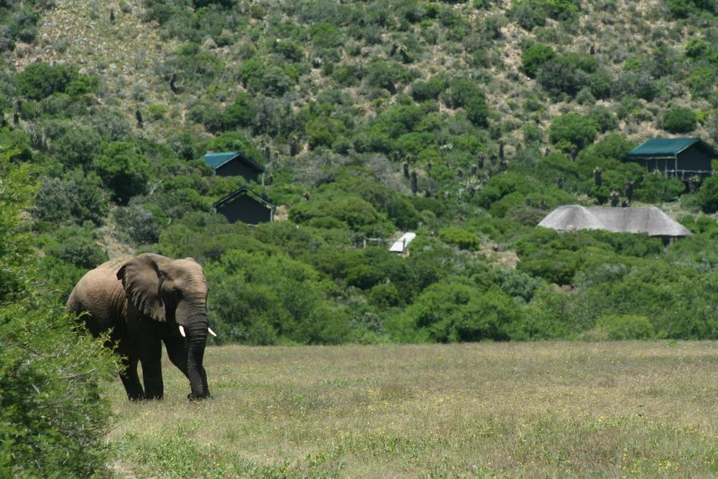 Вилла Hillsnek Safari Camp - Заповедник Амакхала Экстерьер фото