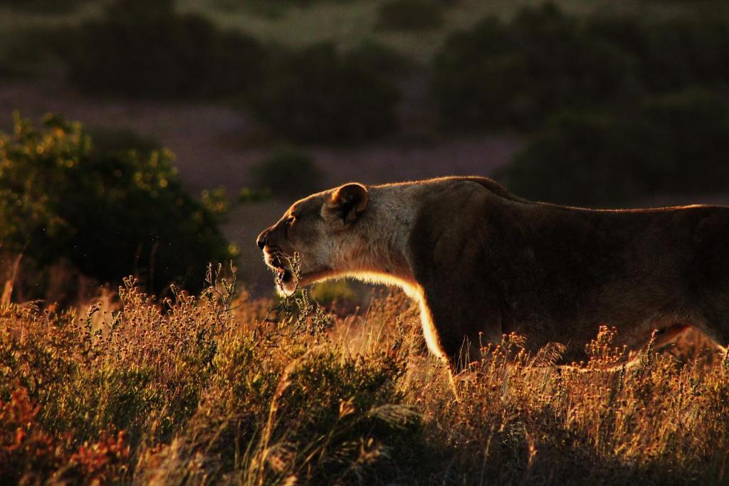 Вилла Hillsnek Safari Camp - Заповедник Амакхала Экстерьер фото