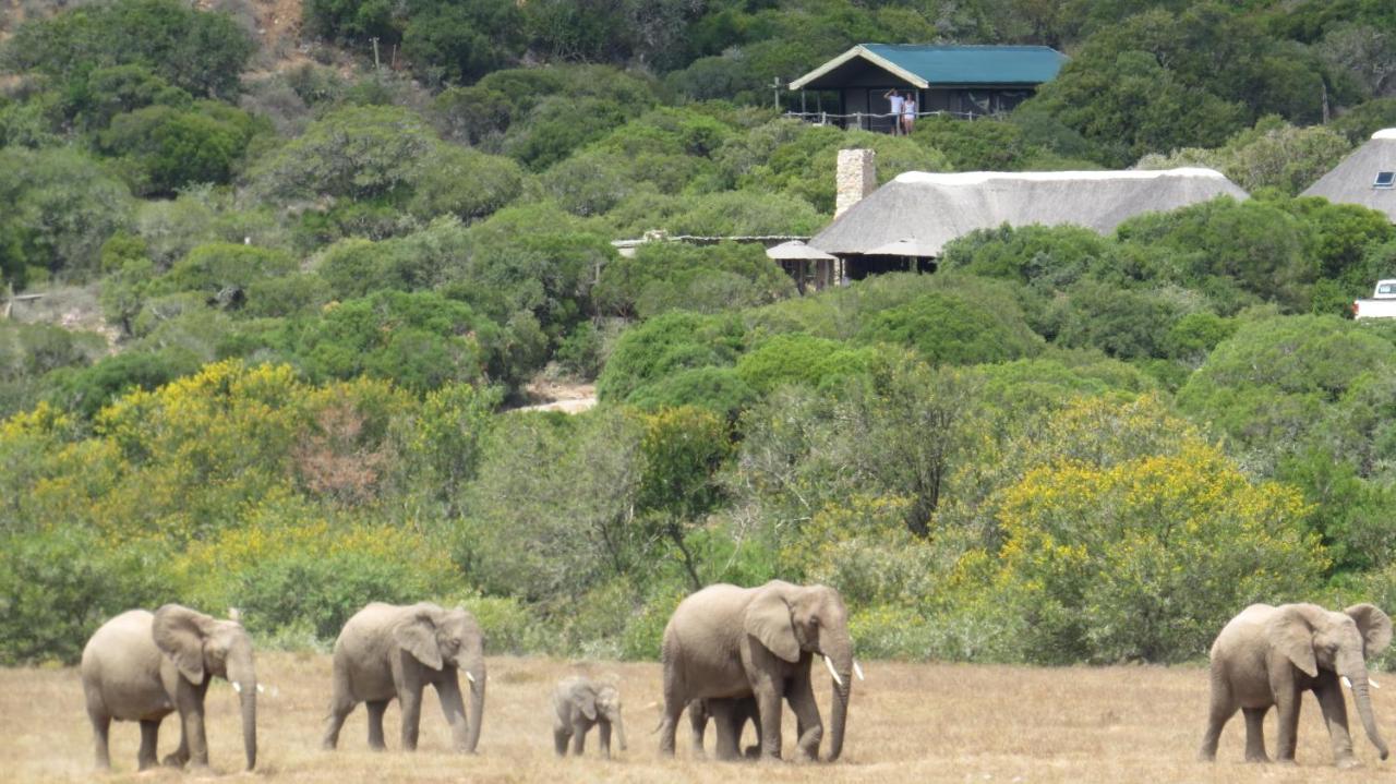 Вилла Hillsnek Safari Camp - Заповедник Амакхала Экстерьер фото