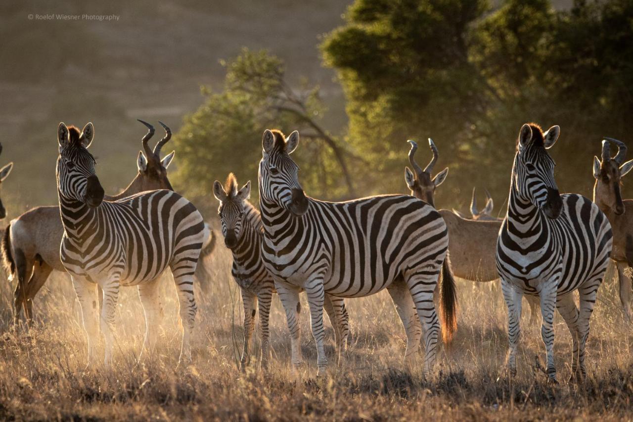 Hillsnek Safari Camp - Заповедник Амакхала Экстерьер фото