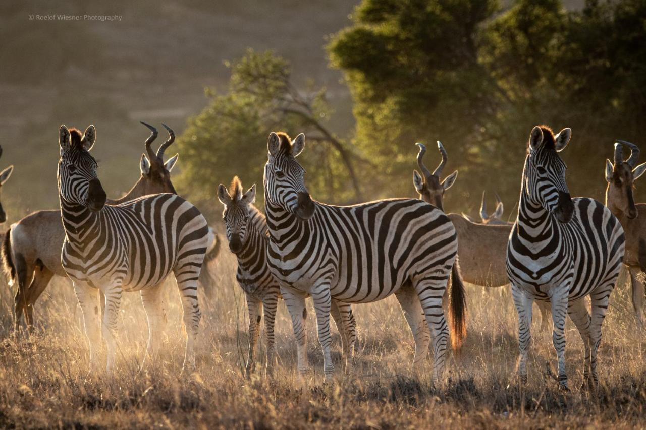 Вилла Hillsnek Safari Camp - Заповедник Амакхала Экстерьер фото