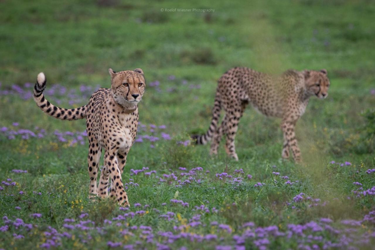 Вилла Hillsnek Safari Camp - Заповедник Амакхала Экстерьер фото