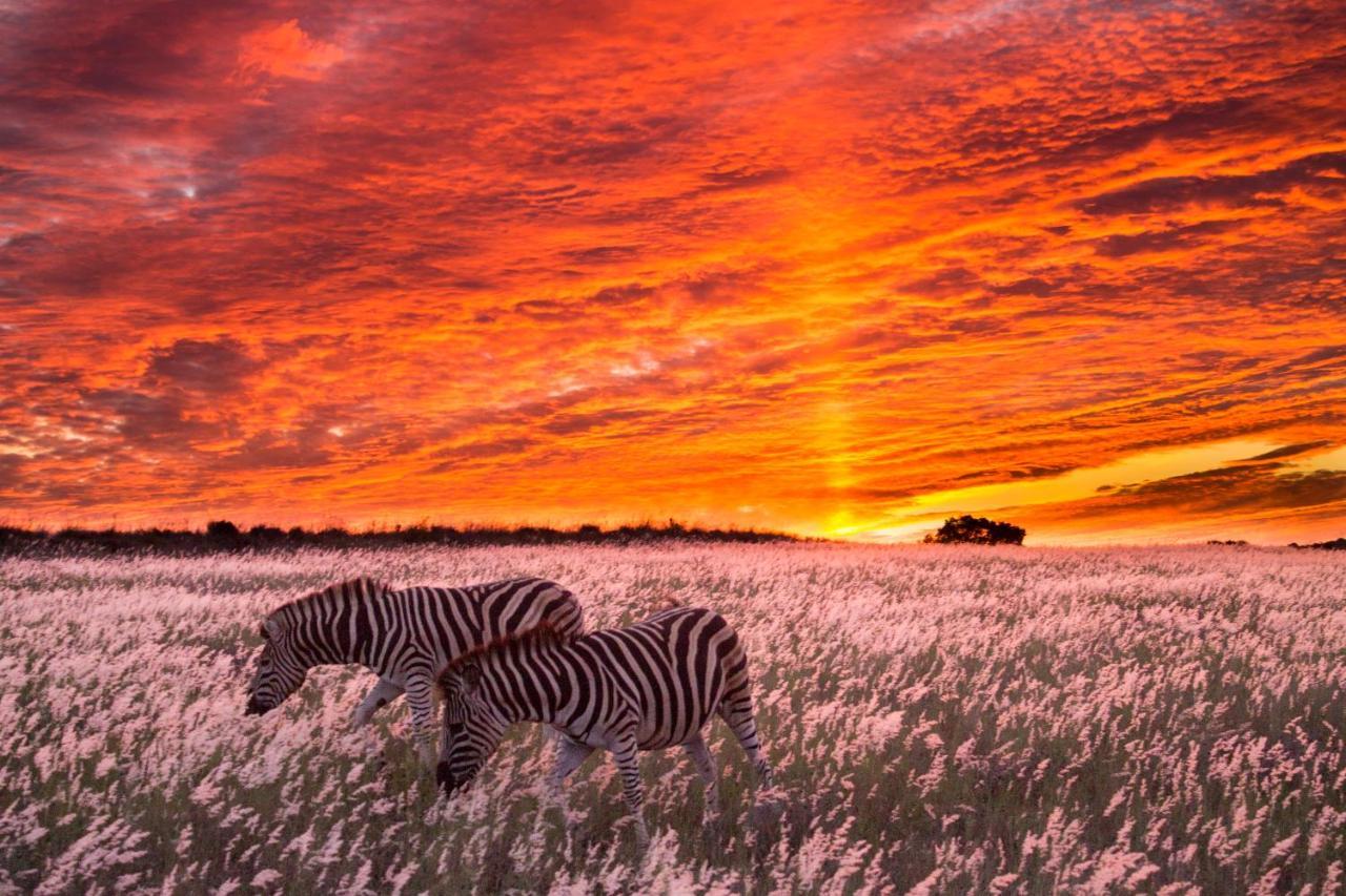 Вилла Hillsnek Safari Camp - Заповедник Амакхала Экстерьер фото